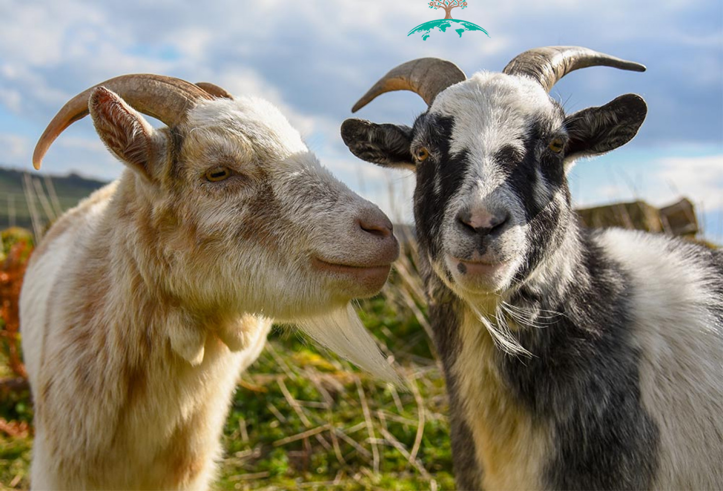 Adak, Akika, Şükür Kurbanı